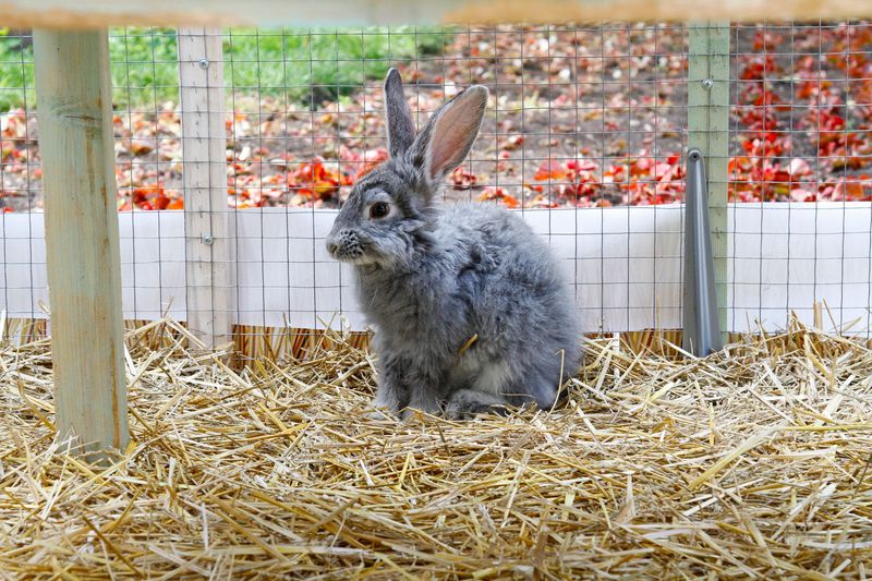 Unexpected Dietary Choices: How Herbivores Satisfy Their Protein Needs
