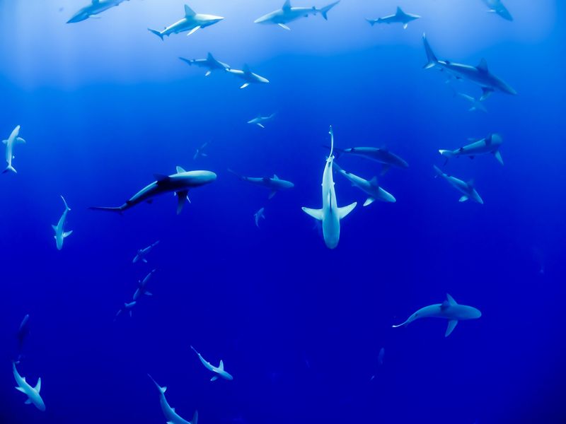 What The 4,000-Mile Journey Reveals About Marine Life