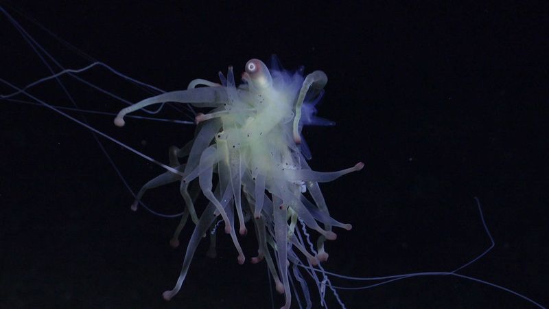 Ongoing Exploration: What More Lies Beneath The South Pacific