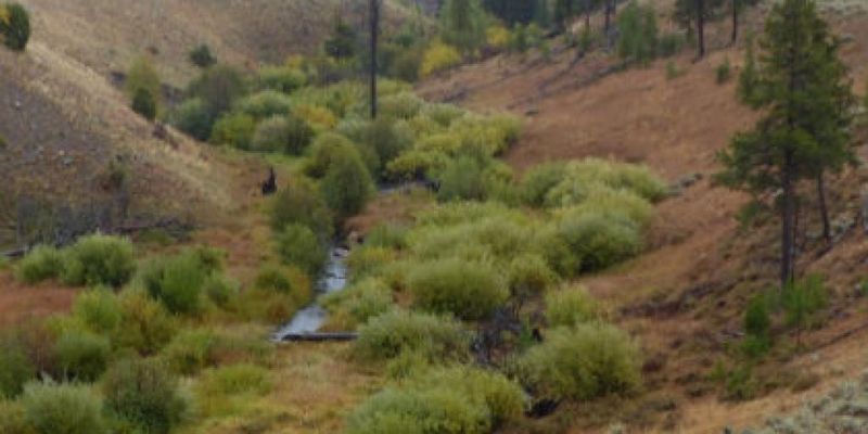 How The Reintroduction Of Wolves Changed Yellowstone's Vegetation