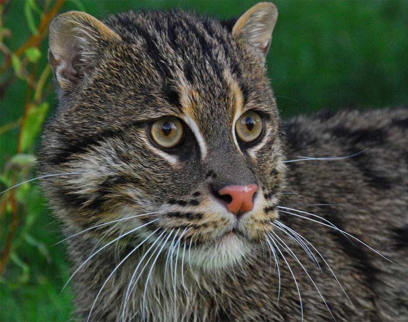 Changing Ecosystems: Impact On Wild Cat Behavior