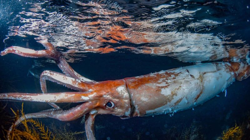 What Makes The Colossal Squid So Remarkable?