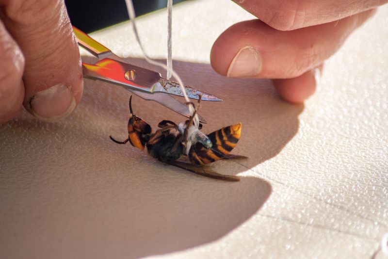 How Radio-Tagged Hornets Helped Scientists Locate Nests