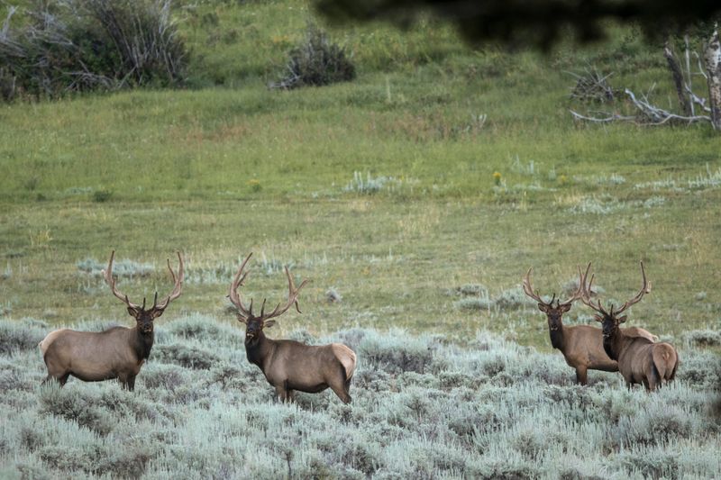 Elk Population Control