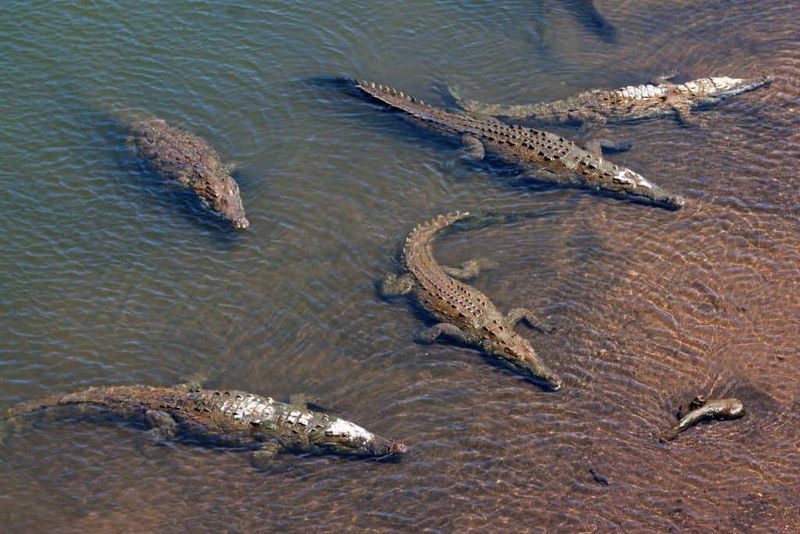Potential Impacts On Conservation Strategies For Crocodiles In Mexico