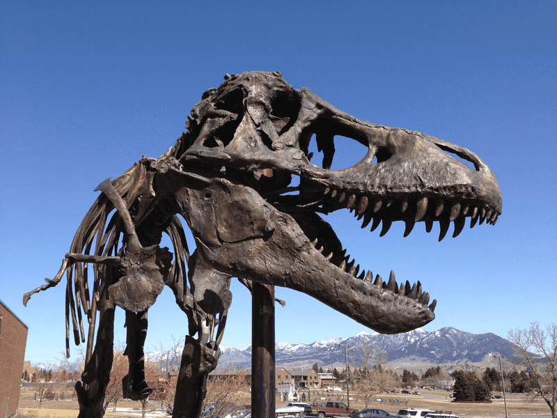Large Theropods As Opportunistic Scavengers