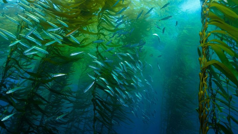 How Seaweed Forests Impact The Ocean's Food Web