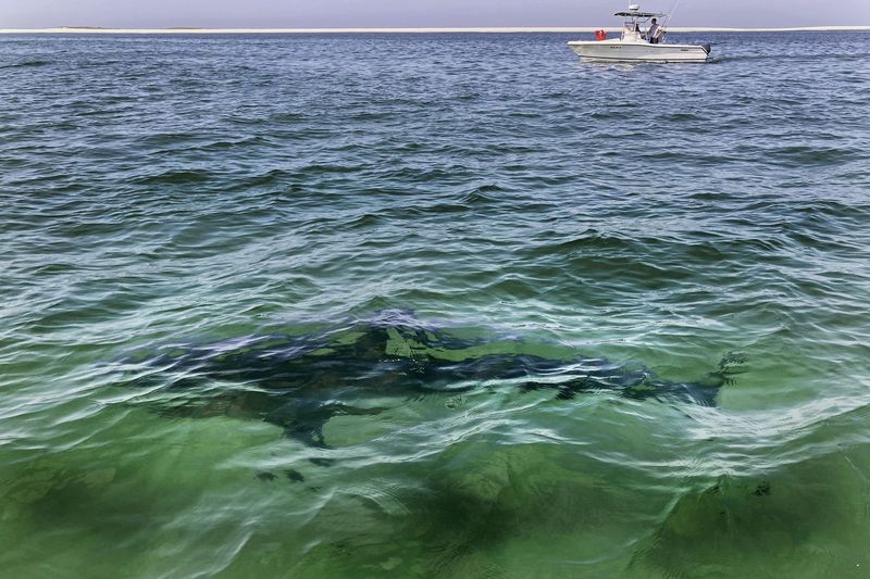 Unexpected Shark Sightings: From Boston To New York