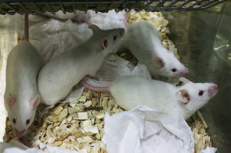 Mice And The Brain's Social Network