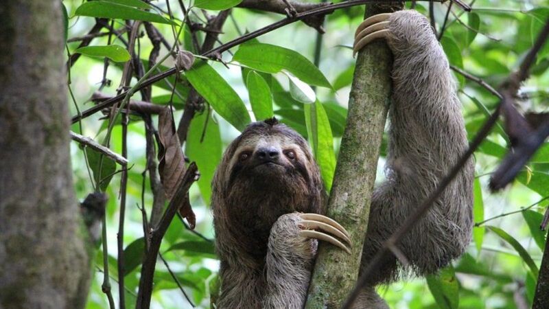 Sloth Populations