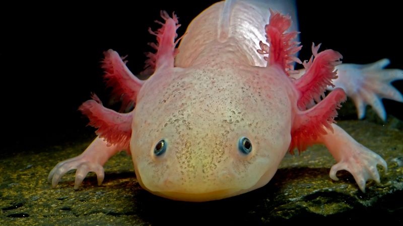 Key Differences Between Axolotls And Humans In Limb Regrowth