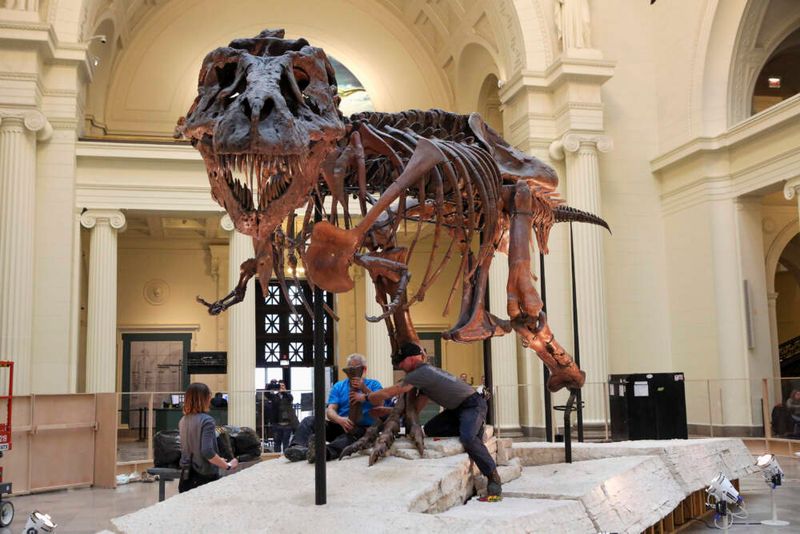 Formation Of Paleontology As A Discipline