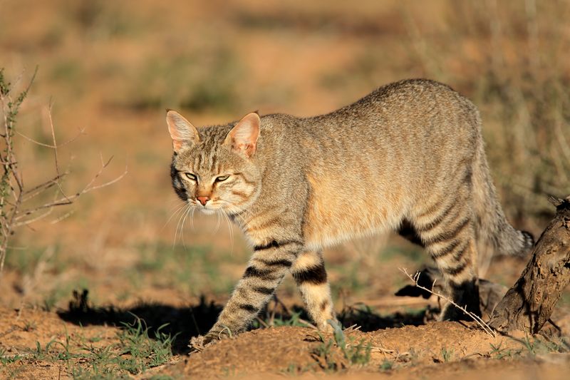 The Impact Of Domestic Cats On The Afro-Asiatic Wildcat's Population