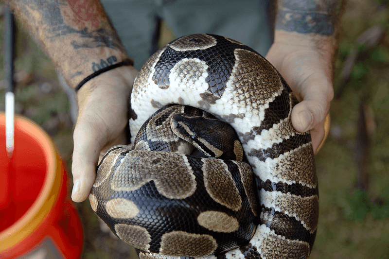 Long-Term Solutions To Prevent Reptile Abandonment