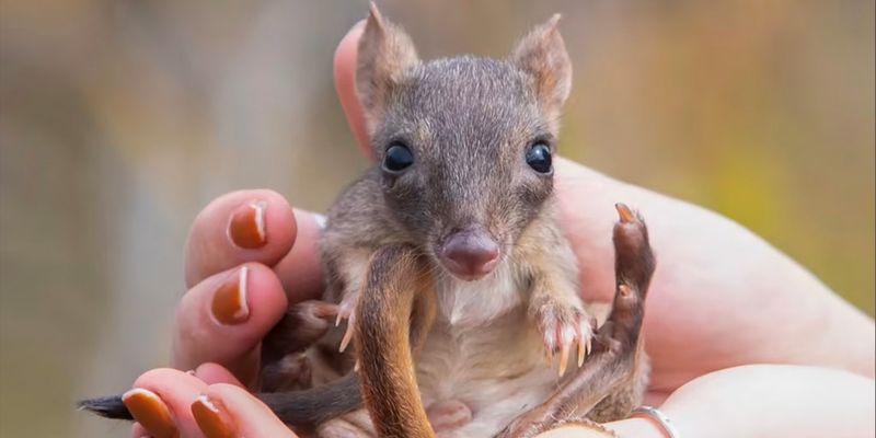 Perfect Timing For Wildlife Reintroduction