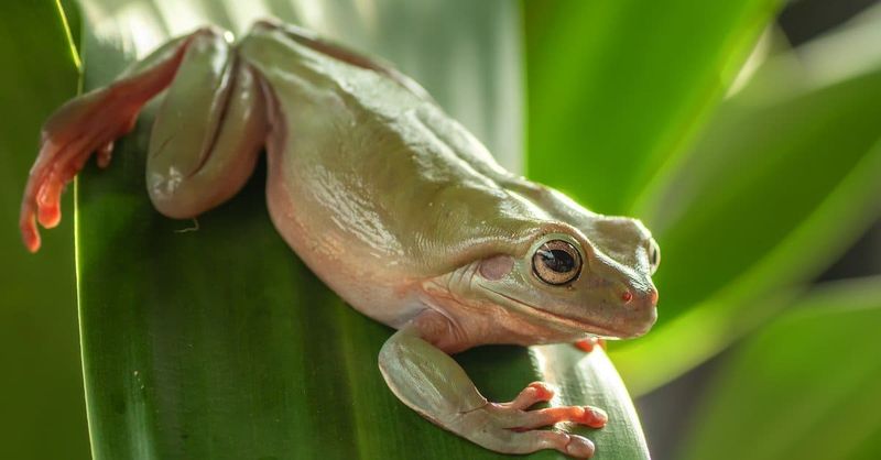 Do Tree Frogs Eat Other Animals?