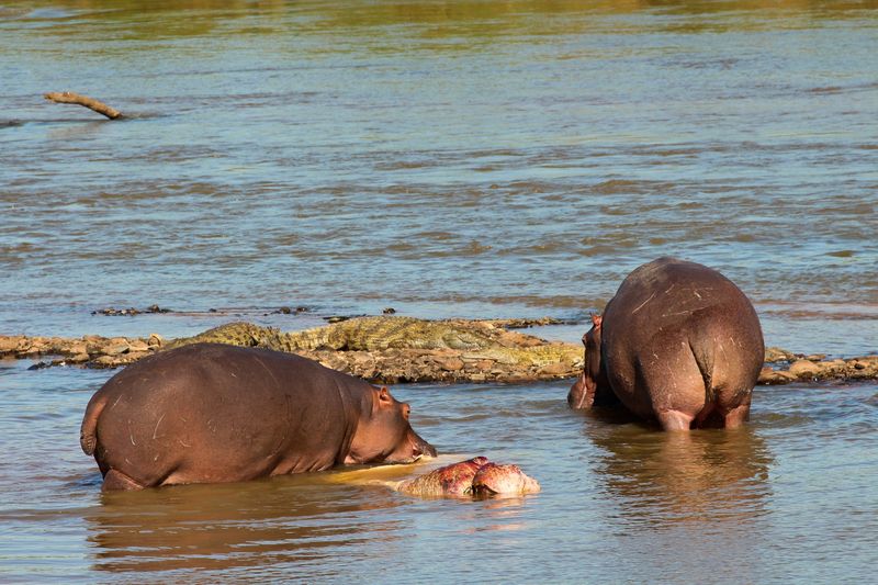 The 'Carnivorous Twist' In Their Diet