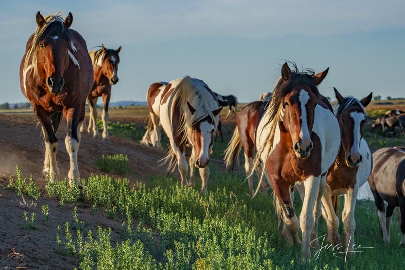 Wild Horses As Symbols Of The American West's Untamed Beauty