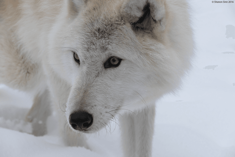 The Enduring Symbol Of Strength And Freedom In Western Mythology