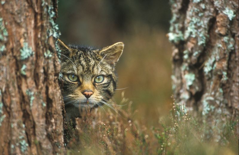 How You Can Help Protect The Afro-Asiatic Wildcat