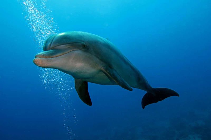 Do Dolphins Have Regional Accents?