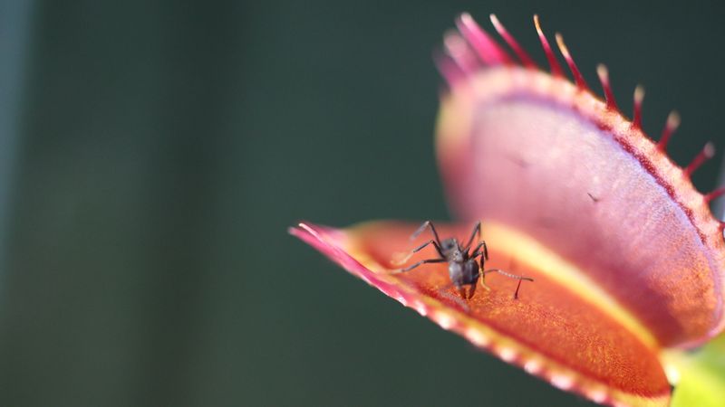 Plants Feel Things Too