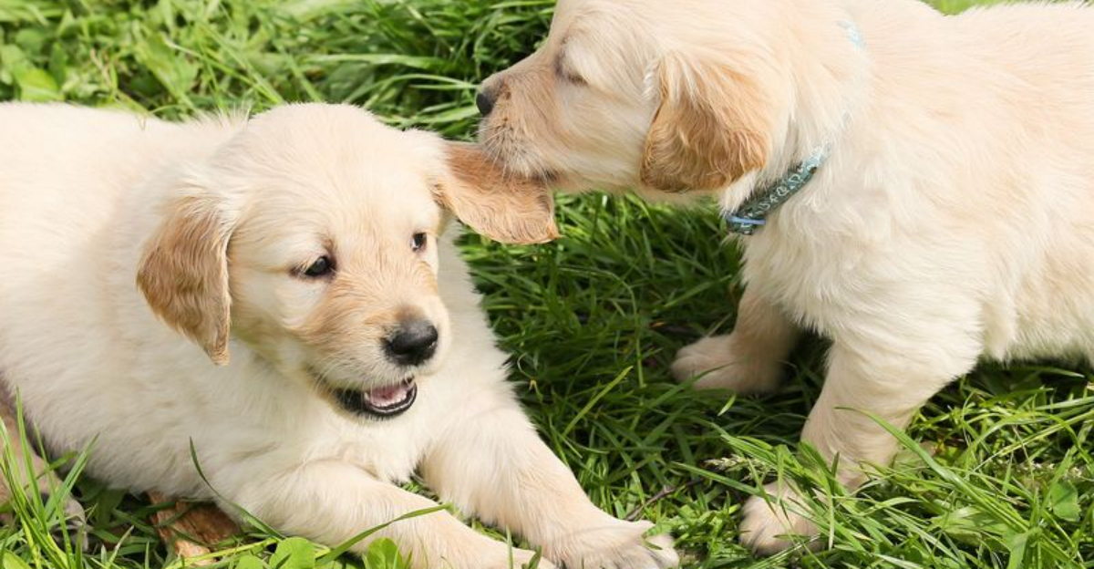 The Rule Of Sevens: A Puppy Training Trick Every Dog Owner Should Know