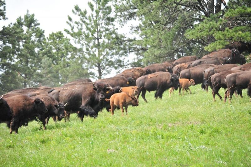 The Spiritual Significance Of The Buffalo In Plains Indian Culture