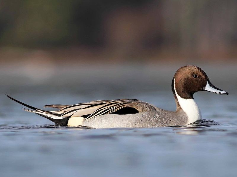 The Northern Pintail Duck