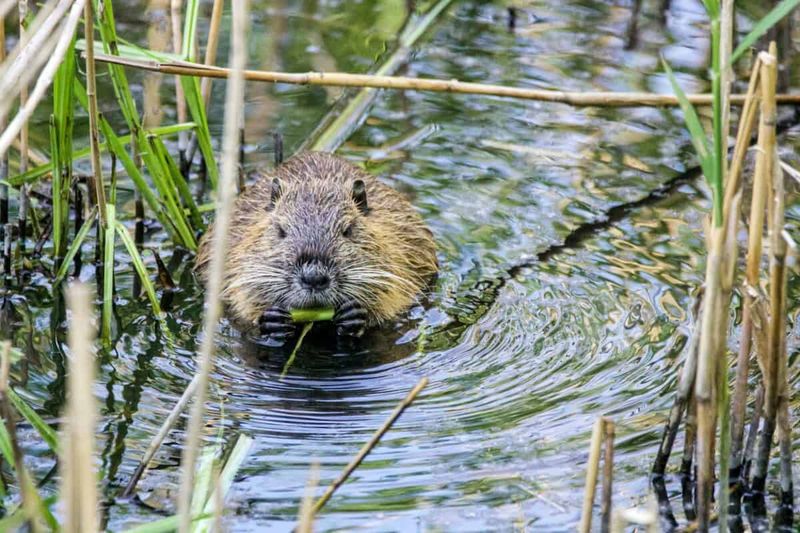Challenges Of Rewilding Beavers In Urban And Agricultural Areas