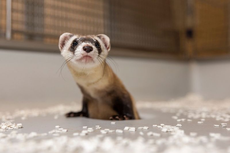 The Challenges Faced In Cloning A Species At The Brink Of Extinction