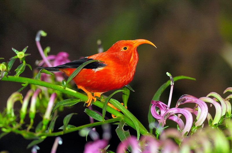 Can Genetically Modified Mosquitoes Help Restore Hawaii's Bird Population?