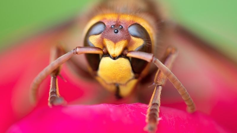 A Deadly Wasp With A Deadly Reproduction Method