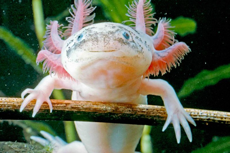 How Axolotls Regrow Their Limbs: The Process Explained