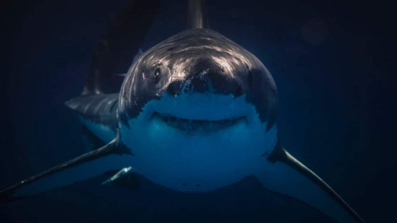 Surprising Facts About Great White Sharks
