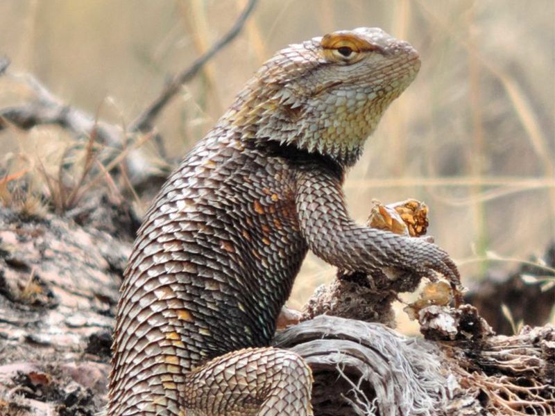 What Scientists Are Learning From The Spiny Lizard