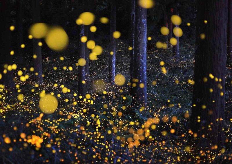 Firefly Festivals: A Last Chance To See These Glowing Creatures?