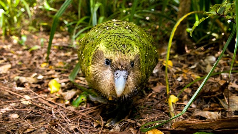 The Mossy Night Parrot