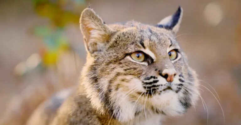The Secret Guardians Of Our Ecosystem And How Bobcats Keep Nature In Balance