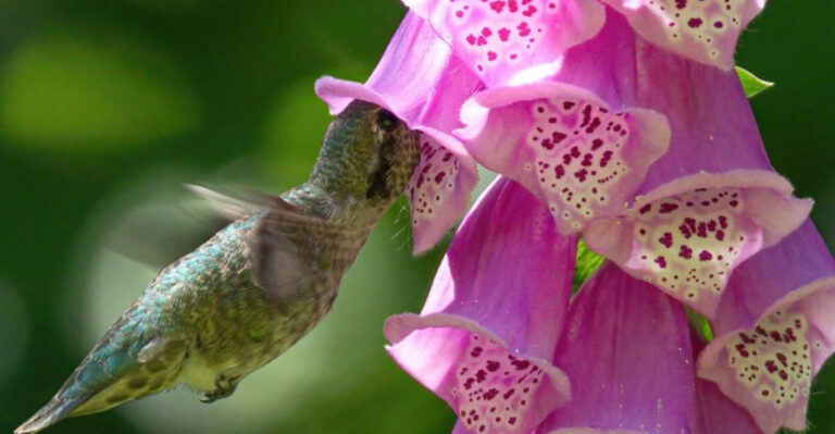 The Self-Seeding Flowers That’ll Keep Hummingbirds Coming To Your Yard Year After Year