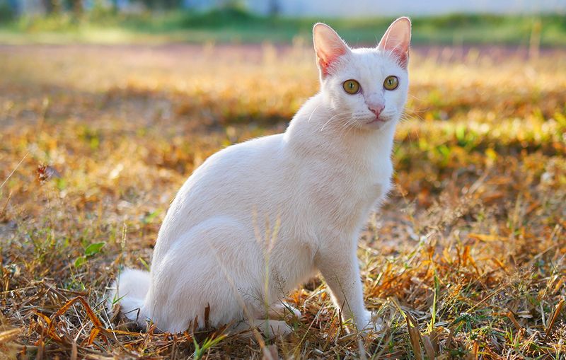 Japanese Bobtail's Respectful Nature