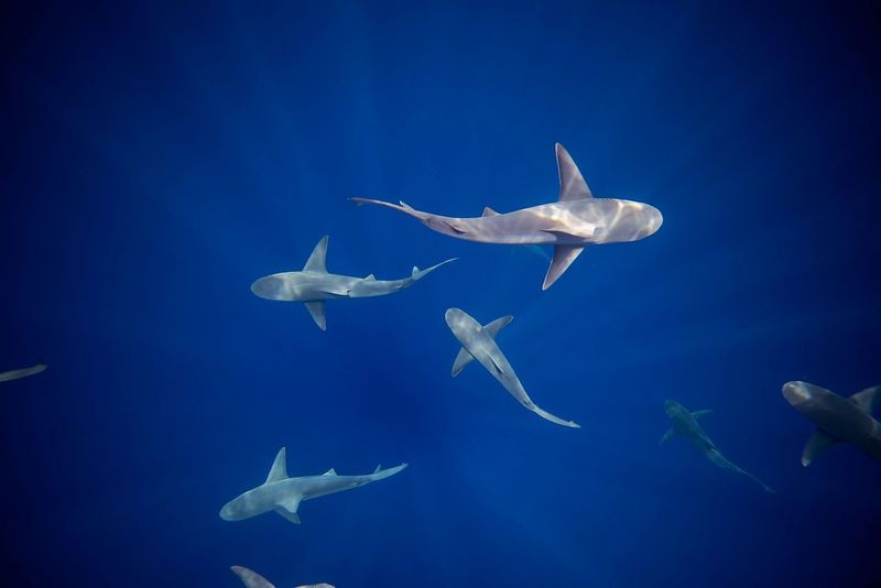 How The Journey Challenges Previous Assumptions About Shark Behavior