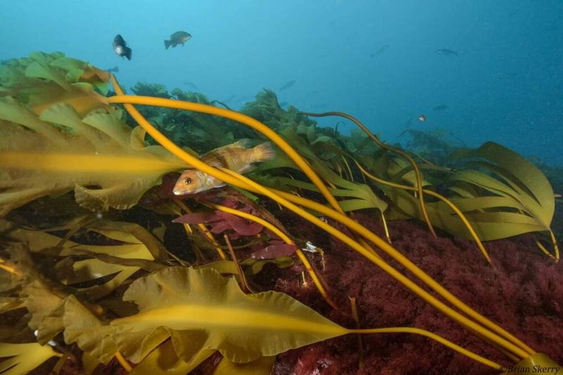 The Threat To Fragile Marine Ecosystems From Overgrowth