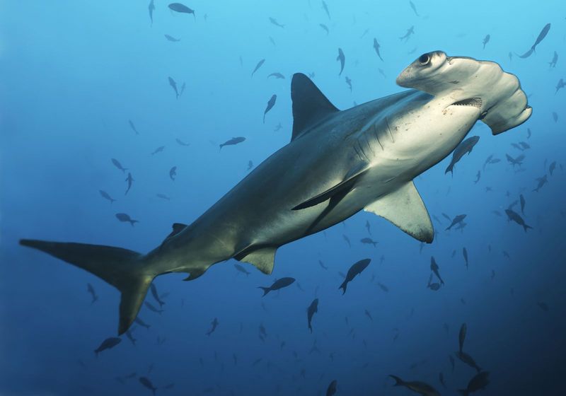 The Effects Of Climate Change On Marine Species