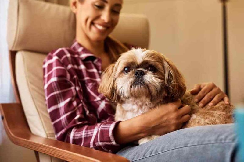Shih Tzus Are Expert Lap Dogs