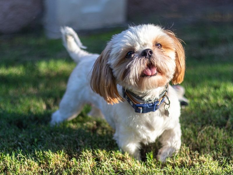 A Small Dog With Big Personality