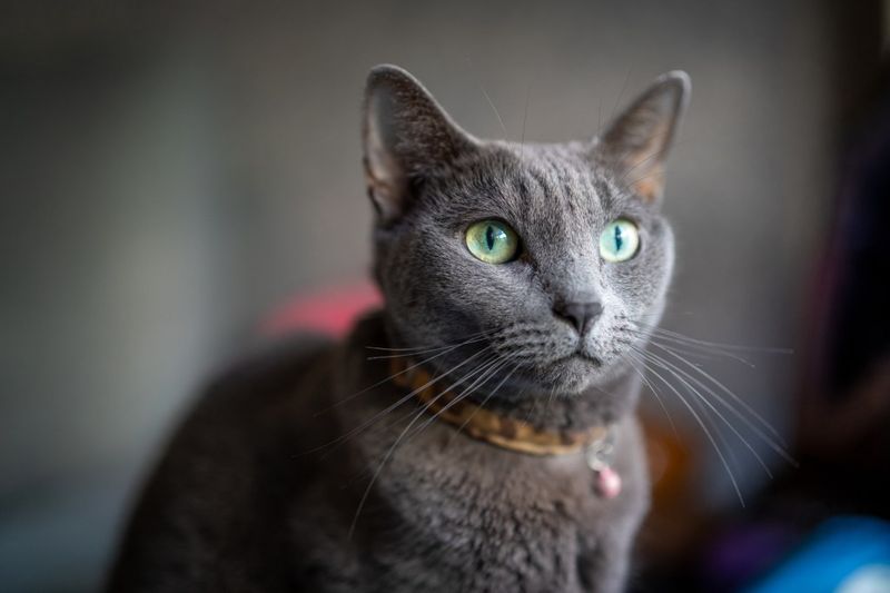 Silent Stalker: Russian Blue