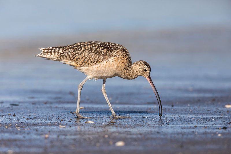The Long-Billed Curlew