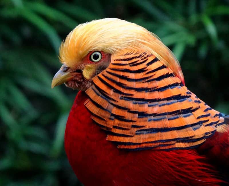 Golden Pheasant's Flaming Crown