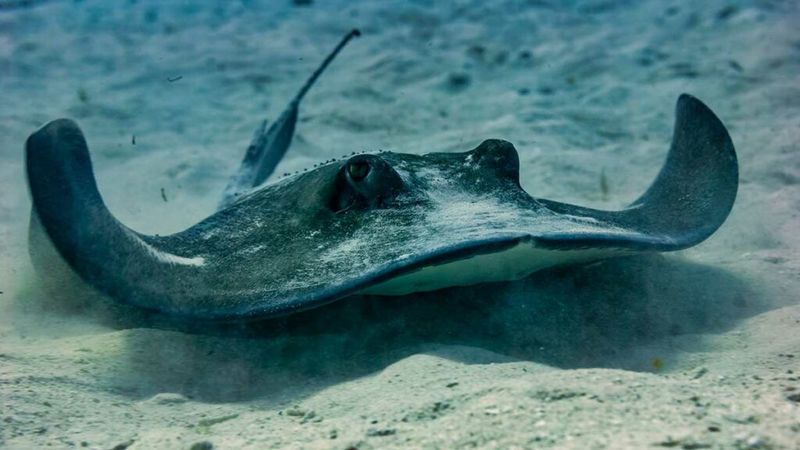 Atlantic Stingray's Sneaky Hideouts